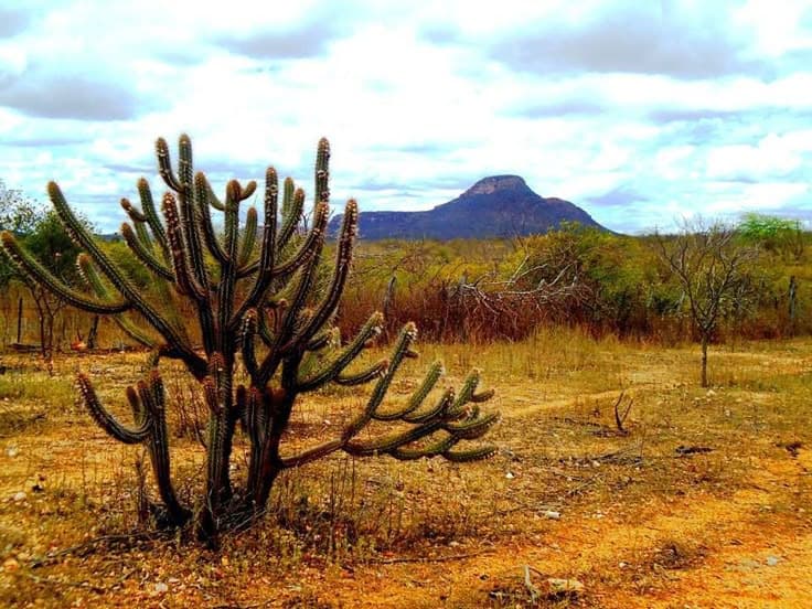 Um cacto espinhoso com várias ramificações se destaca em um ambiente árido, com vegetação rasteira ao redor. Ao fundo, uma paisagem de montanhas e céu nublado compõem o cenário.